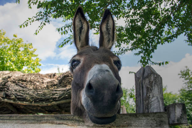Portrait of a donkey stock photo