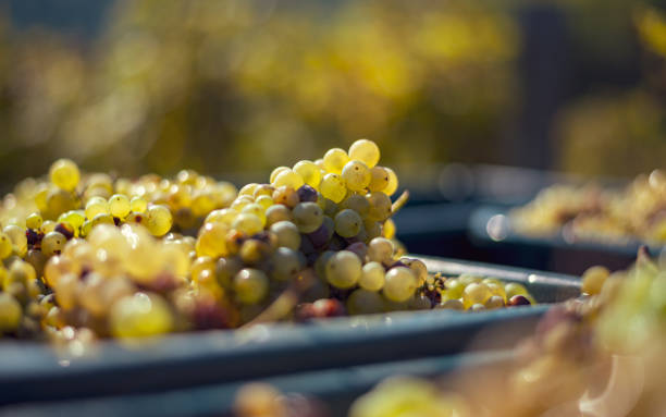 istock Green vine grapes. Grapes for making wine in the harvesting crate. 1167907799