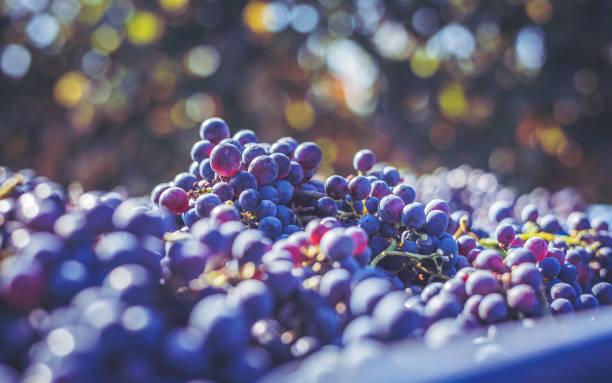 istock Blue vine grapes. Grapes for making ice wine in the harvesting crate. 1167907956