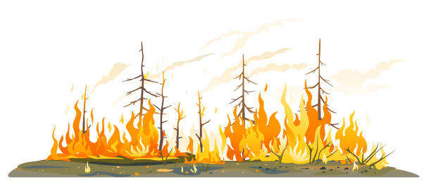 Wildfire conceptual isolated illustration Burning forest spruces in fire flames isolated, nature disaster concept illustration background, poster danger, careful with fires in the woods siberia summer stock illustrations