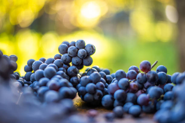 istock Blue vine grapes. Grapes for making wine. 1167907999
