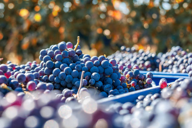 uvas azuis da videira. uvas para fazer o vinho do gelo na caixa da colheita. - vineyard ripe crop vine - fotografias e filmes do acervo