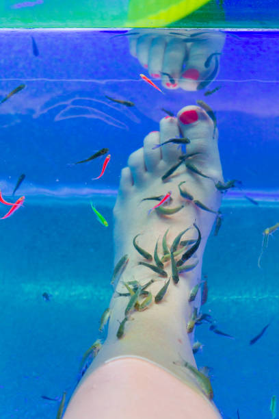 istock Fish Garra rufa in the aquarium treated feet 1167908224