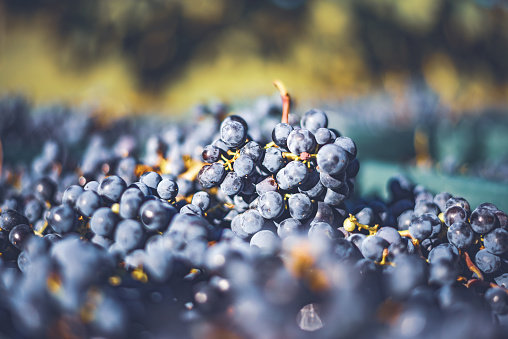 Blue vine grapes. Grapes for making ice wine in the harvesting crate. Detailed view of a frozen grape vines in a vineyard in autumn, Hungary