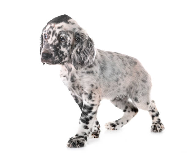 istock puppy english setter 1167908811