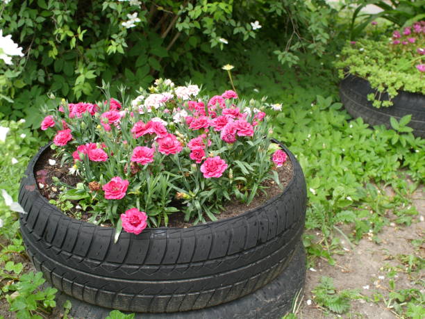 istock red carnation in an old tire 1167908915