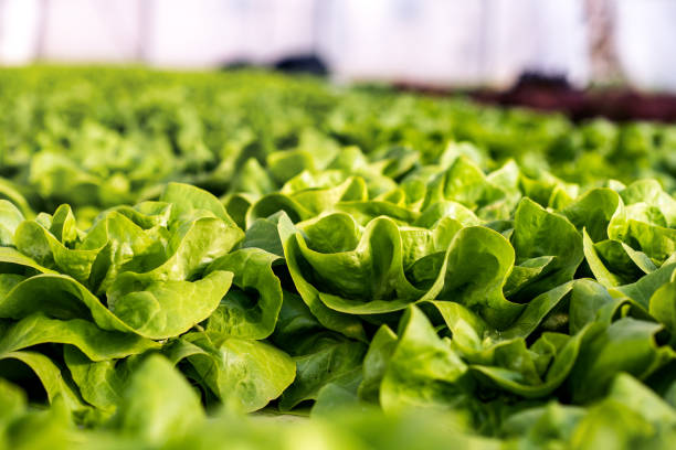 istock Rows of fresh lettuce plants 1167909322