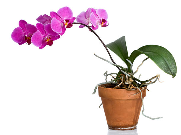 Purple orchid in clay pot Phalaenopsis on a white reflective surface. In aRGB color for beautiful prints. potted orchid stock pictures, royalty-free photos & images
