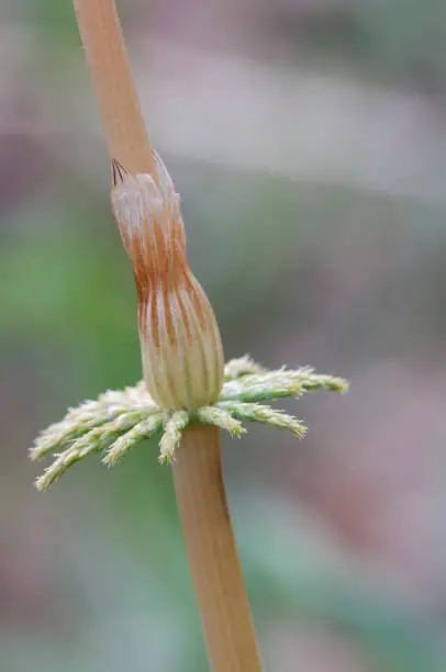 Equisetum  in spring, fragment of a stem, close up shot