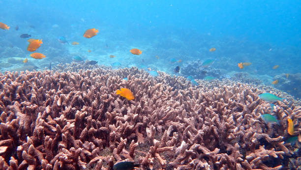 feche acima do coral do chifre do veado e da vida marinha na água azul desobstruída. nyaungoopee island, mianmar - deep sea staghorn coral school of fish - fotografias e filmes do acervo