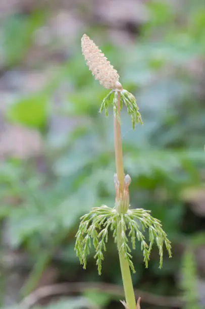 Equisetum with strobili in spring, close up shot