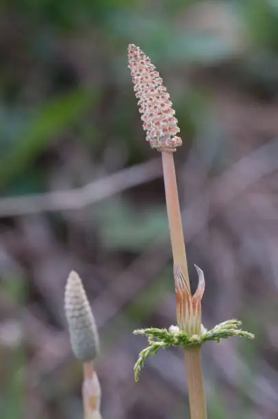 Equisetum with strobili in spring, close up shot