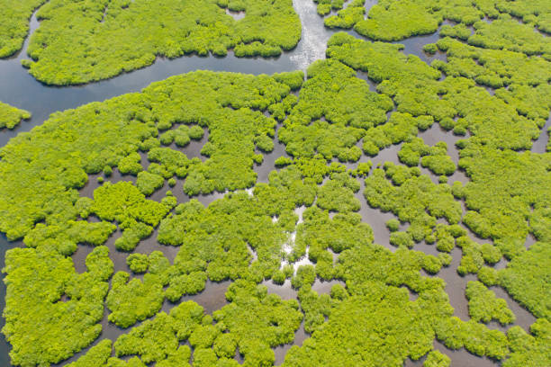 istock Mangroves, top view. Mangrove forest and winding rivers. Tropical background 1167912558