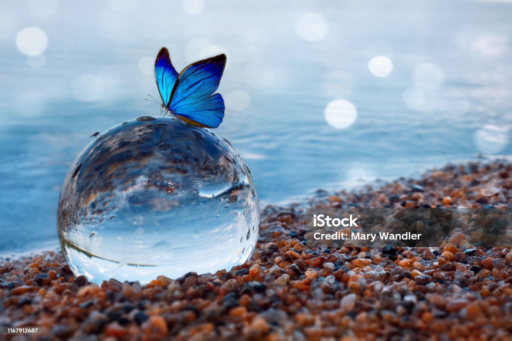 Blue butterfly on a glass ball in the water Butterfly on a glass ball on the beach refecting the lake and sky Butterfly - Insect Stock Photo