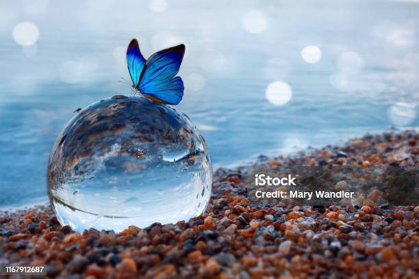Blue Butterfly On A Glass Ball In The Water Stock Photo - Download Image Now - Butterfly - Insect, Globe - Navigational Equipment, Blue