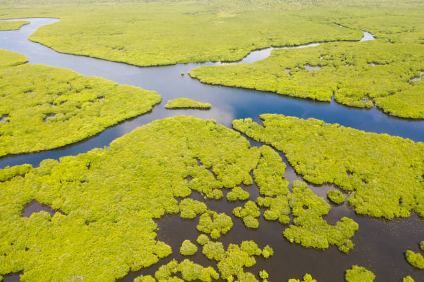 istock Mangroves, top view. Mangrove forest and winding rivers. Tropical background 1167912821
