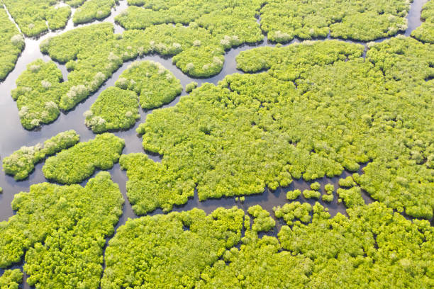istock Mangroves, top view. Mangrove forest and winding rivers. Tropical background 1167913232