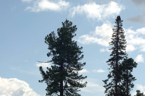 istock Pine and cedar close-up on a background of blue sky. 1167913945