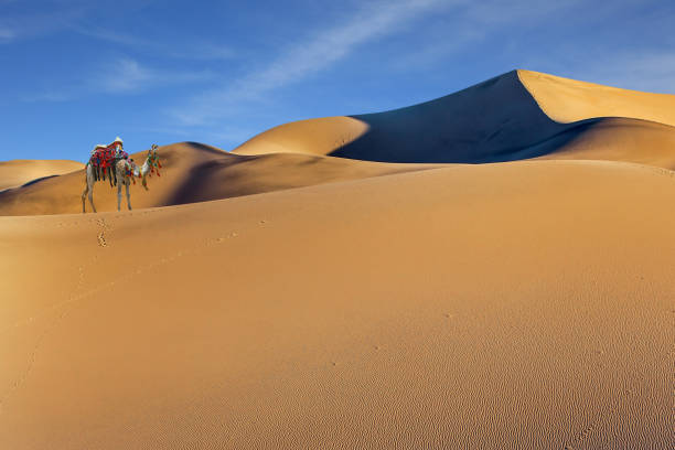 istock Well-groomed camel, stands atop the dunes 1167914072