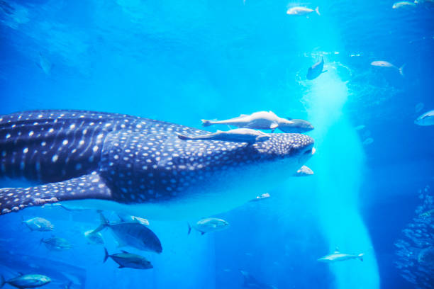 istock Swim whale shark and swallow shark 1167915846