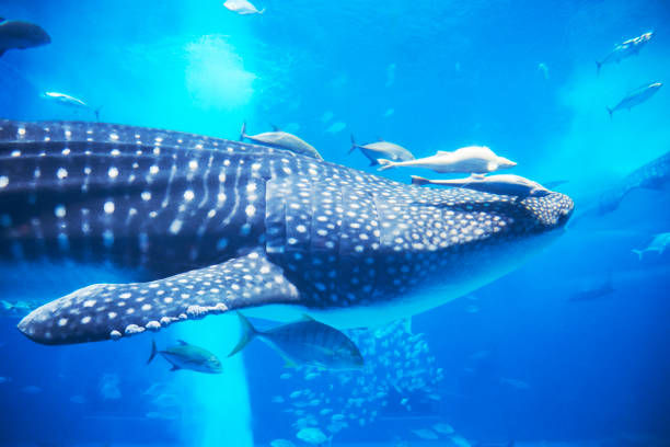 istock Swim whale shark and swallow shark 1167915853