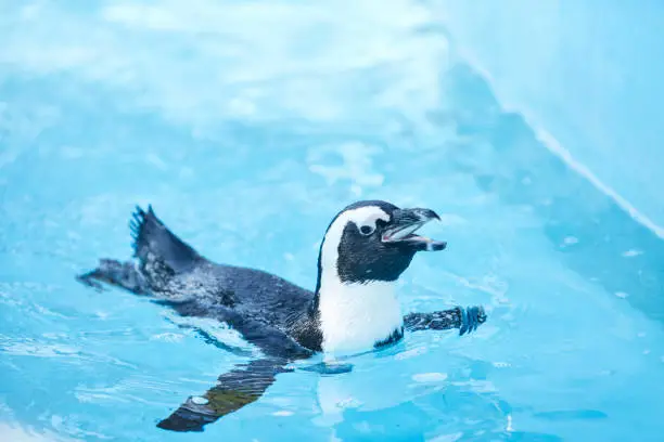 Photo of Penguin eating fish