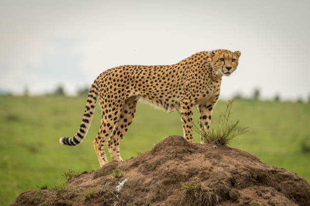 istock Female cheetah stands on mound looking ahead 1167917127