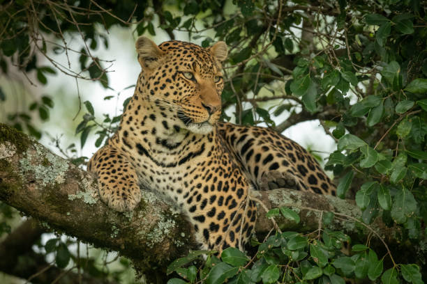istock Leopard lies on branch framed by leaves 1167917129