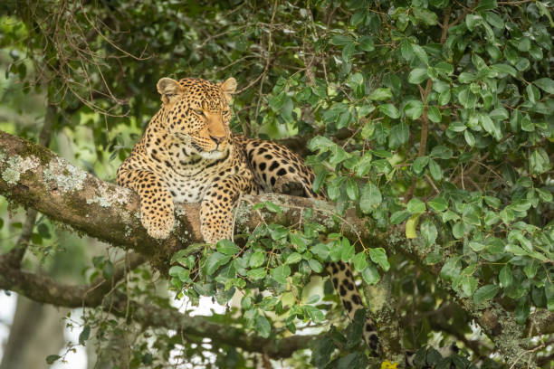 istock Leopard lies staring right from lichen-covered branch 1167917220