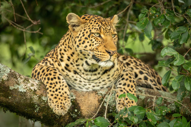 istock Leopard lies on lichen-covered branch staring right 1167917287