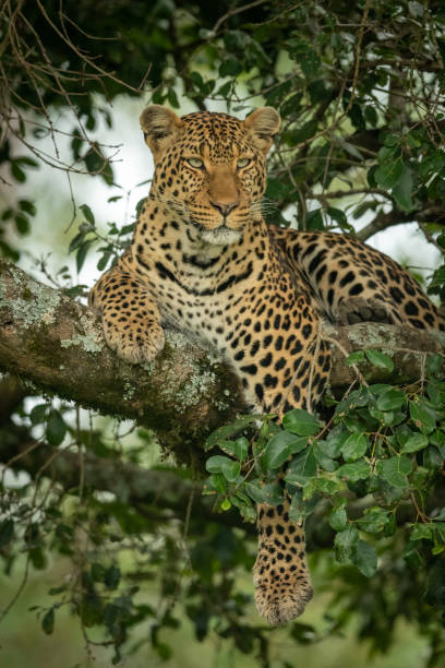istock Leopard lies on branch dangling paw down 1167917311