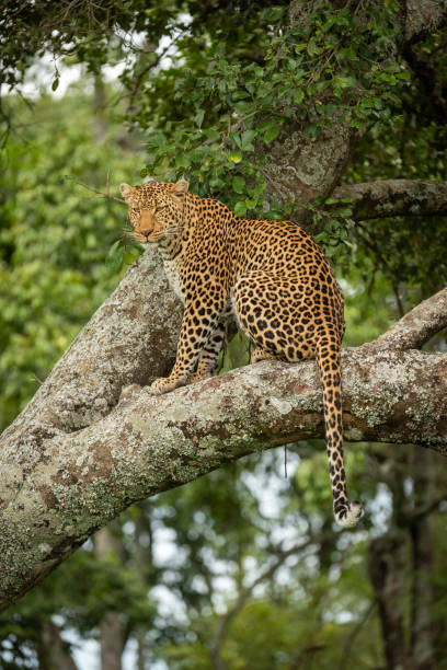 istock Leopard sits looking out from lichen-covered branch 1167917845