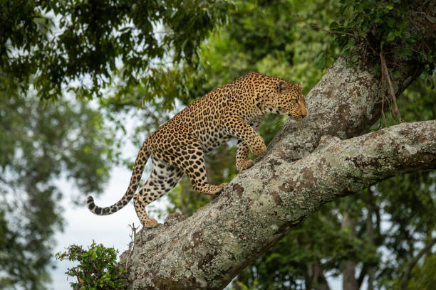 istock Leopard climbs up lichen-covered branch lifting paw 1167917890