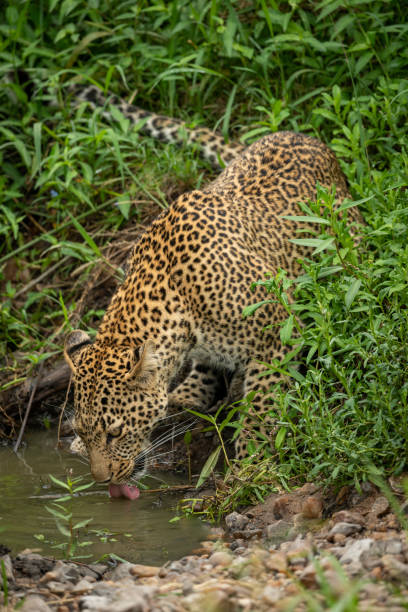 istock Leopard stands in bushes drinking from shallows 1167918467