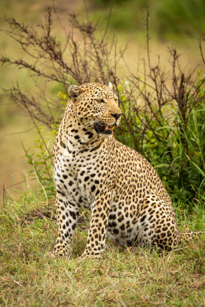 istock Leopard sits on grass bank looking round 1167918517