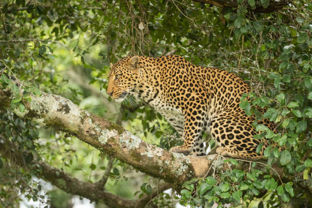 istock Leopard sits on lichen-covered branch looking up 1167918520
