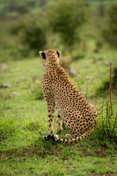 istock Female cheetah sits on grass looking away 1167918523