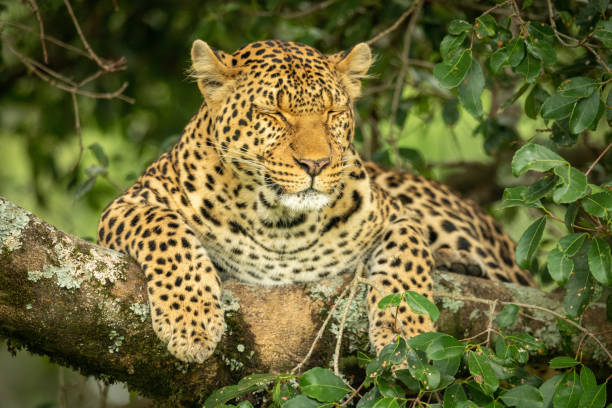 istock Leopard lies on branch with eyes closed 1167918524