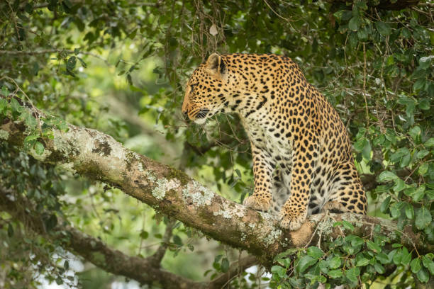 istock Leopard sits framed by leaves on branch 1167918574