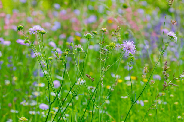 istock Colorful wild flowers on the meadow 1167918584