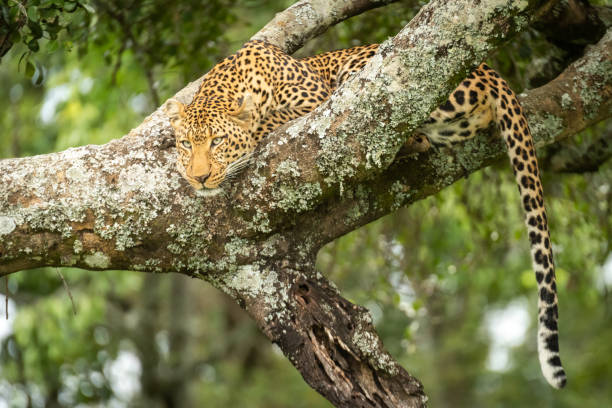 istock Leopard lies resting head on lichen-covered branch 1167918648