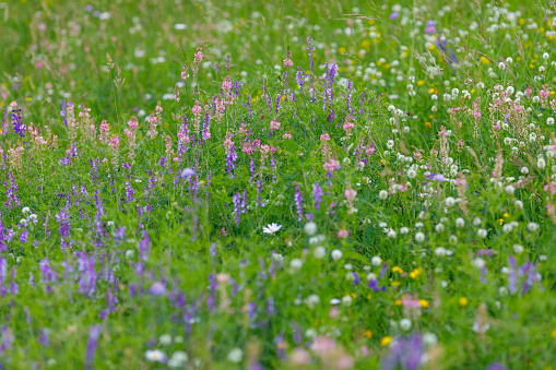 Colorful wild flowers on the meadow with blurred details in the background