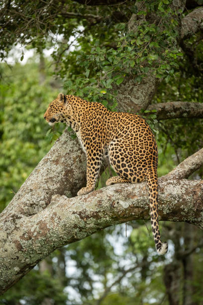 istock Leopard sits staring out from lichen-covered branch 1167918703