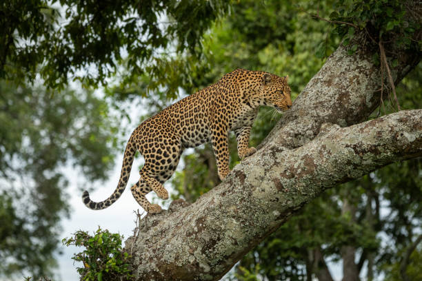 istock Leopard climbs up lichen-covered branch lifting foot 1167918717