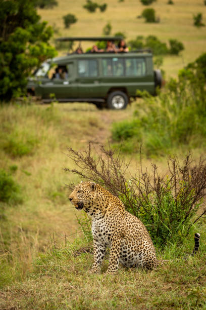 istock Leopard sits looking left with truck behind 1167918722