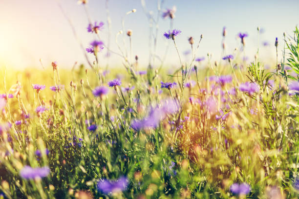 istock Wild flowers on grassy meadow at sunset. 1167918771