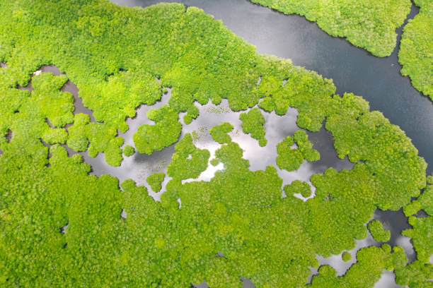 istock Mangroves, top view. Mangrove forest and winding rivers. Tropical background 1167918830