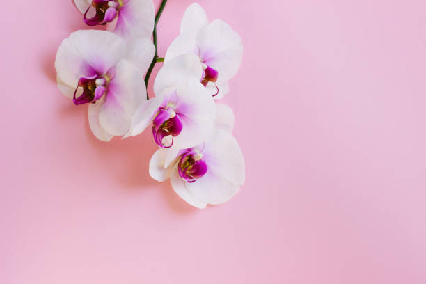 istock White flowers orchid on pink background. 1167918982