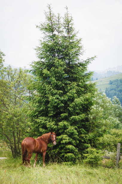 istock Horse stands near pine tree on mountains background. 1167919726
