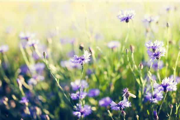 Cornflowers on grassy meadow at sunset. Summer idyllic nature